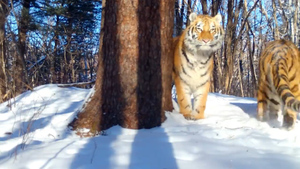 "Ушла в закат": Амурская тигрица Тала показала своих тигрят