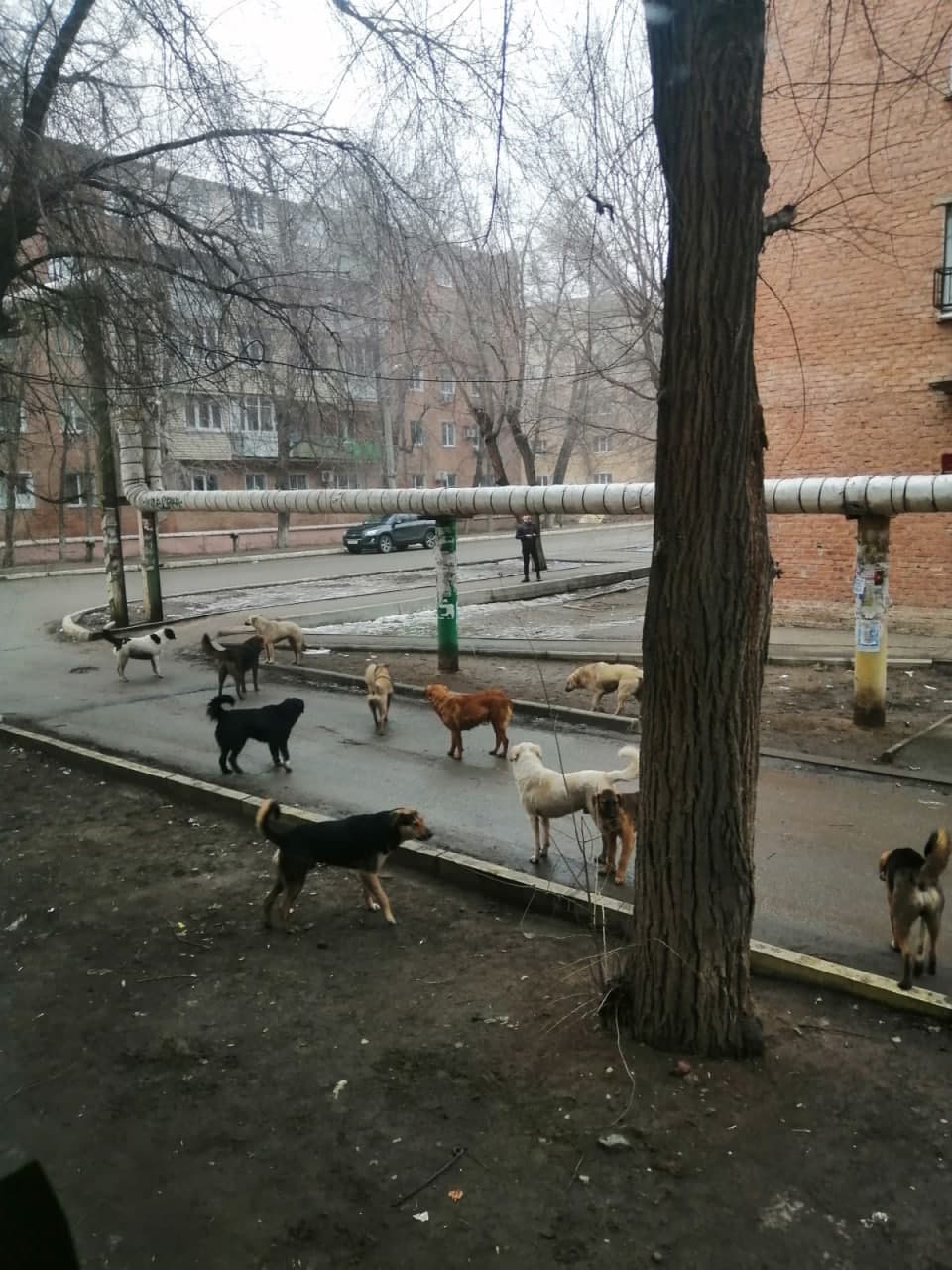 Жители Астрахани сняли стаю бродячих собак © Telegram / Плохие новости 18+