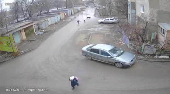 Нападение стаи бродячих собак на девочку в Астрахани попало на видео