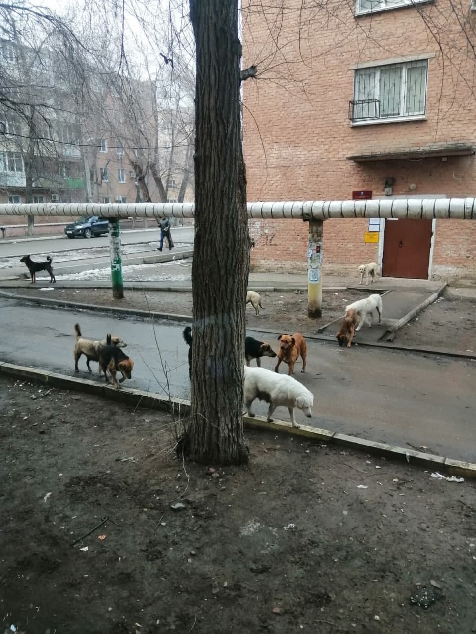 Жители Астрахани сняли стаю бродячих собак © Telegram / Плохие новости 18+