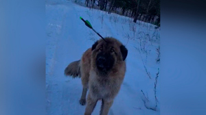 Собаку с арбалетной стрелой в голове обнаружили в пригороде Улан-Удэ