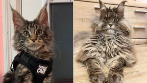 10 очаровательных фото мейн-кунов, доказывающих, что хорошего кота должно быть много