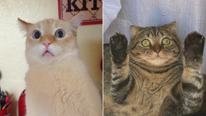 10 фото глупых кошек, которым простишь любую шалость за их смешные мордочки