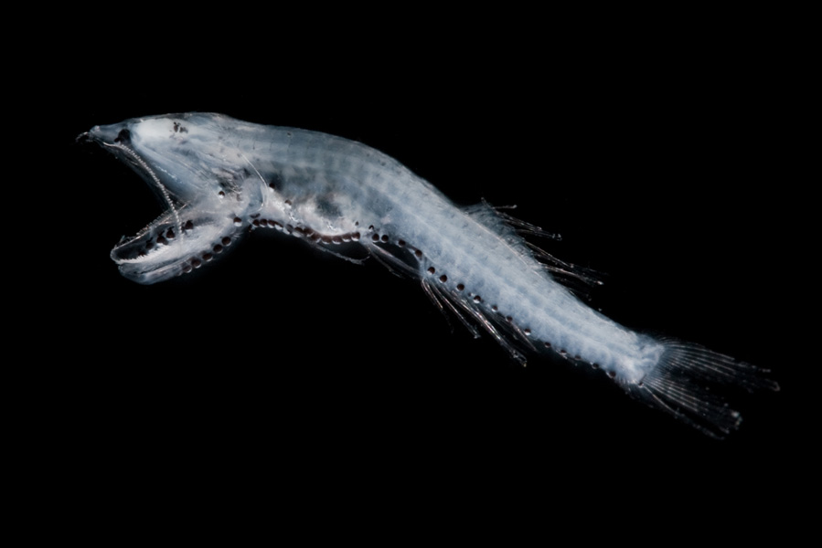 Планктон, найденный в образцах глубоководных отложений в ходе экспедиции Tara Oceans. Фото © Christian Sardet / CNRS / Tara expedition