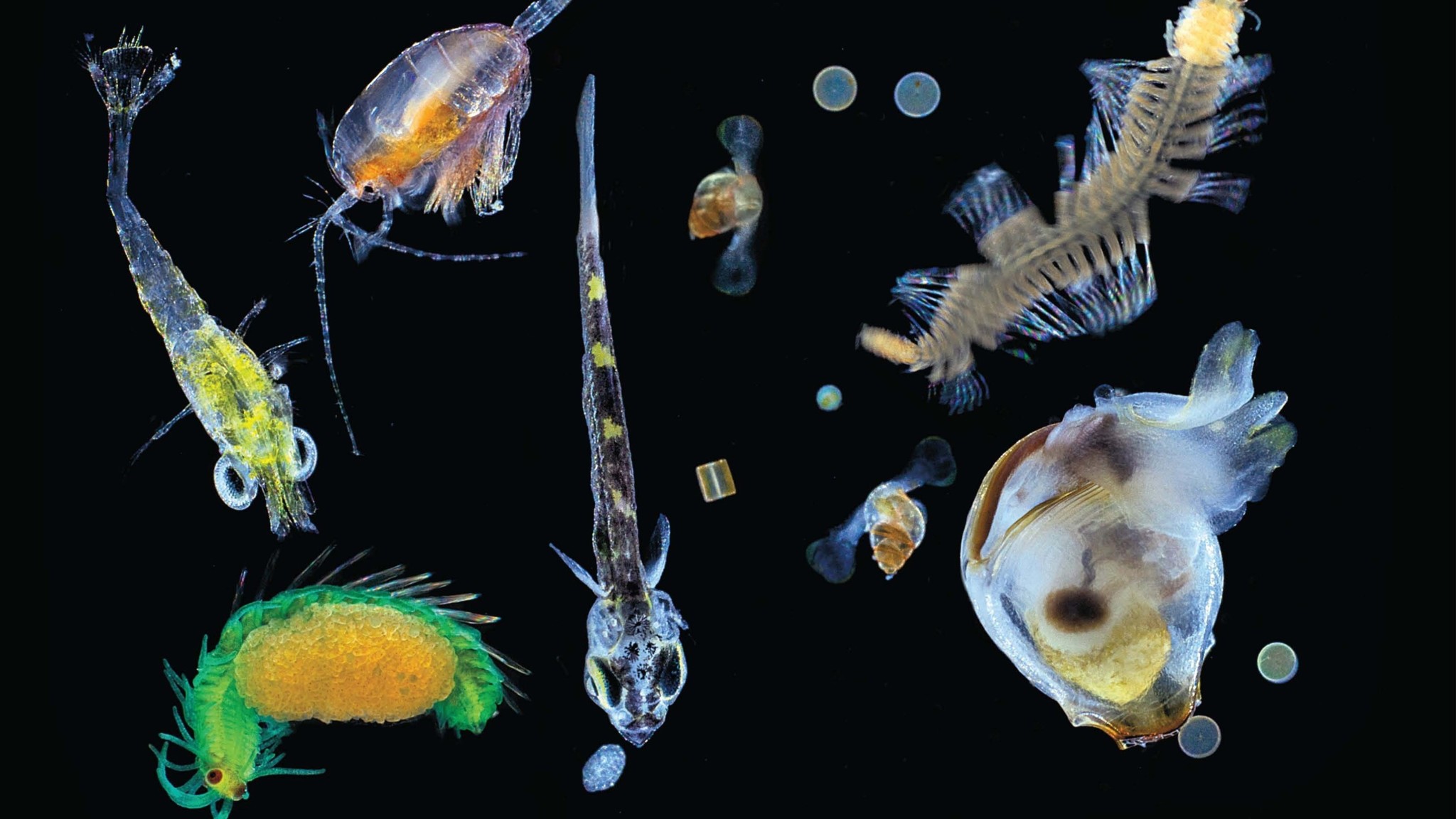 Планктон, найденный в образцах глубоководных отложений в ходе экспедиции Tara Oceans. Фото © Christian Sardet / CNRS / Tara expedition