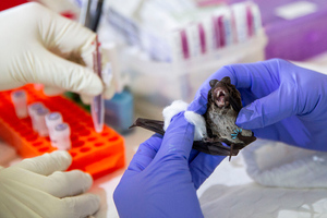 МО РФ: В биолабораториях на Украине проводили эксперименты с коронавирусом летучих мышей