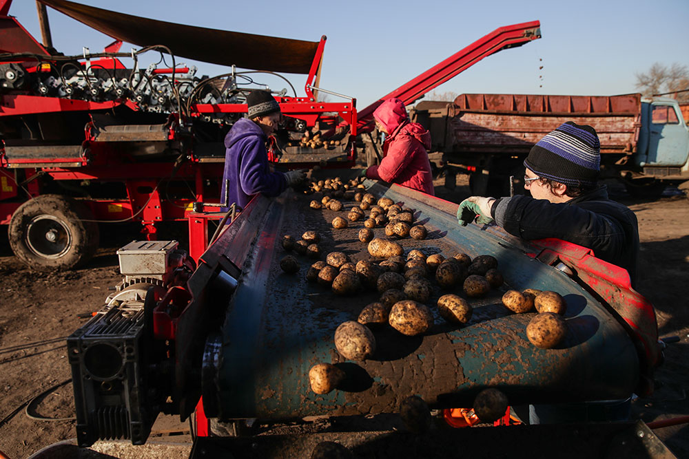 Уборка картофеля. Фото © ТАСС / Кухмарь Кирилл