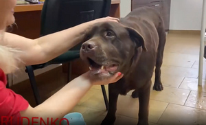 В Донецке ветеринары прооперировали пса, хозяев которого убили украинские националисты
