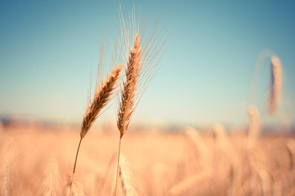 Советник Зеленского рассказал, сколько Украине нужно времени для вывоза зерна