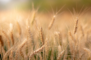 В союзе фермеров Германии заявили о росте цен на пшеницу из-за ситуации на Украине
