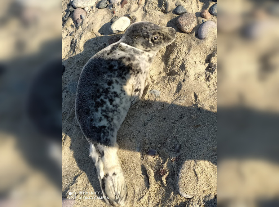 Пропавший детёныш балтийского тюленя. Обложка © VK / Институт Балтийского моря