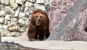 Медведи Роза и Аладдин вышли из спячки в Московском зоопарке