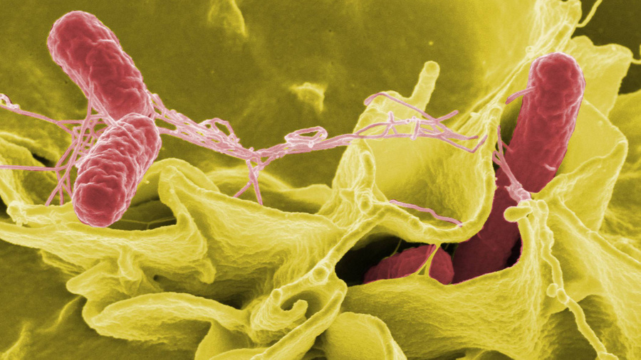 Бактерия сальмонелла (выделена красным цветом) при попадании с кожи рук в кишечник может вызвать тяжёлую инфекцию. Изображение © Wikimedia Commons / National Institutes of Health
