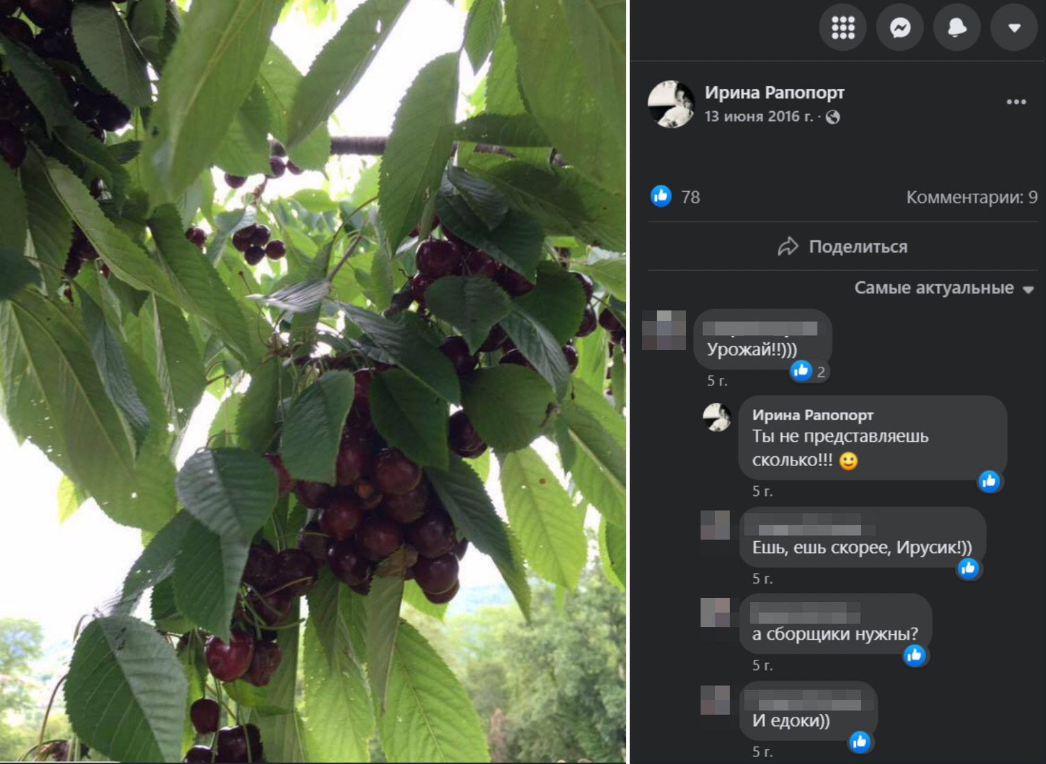 Урожай с тосканских виноградников Ирины Рапопорт. Фото © Facebook (запрещён на территории Российской Федерации) / Ирина Рапопорт