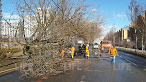 В Москве убирают поваленные ветром деревья и городские конструкции