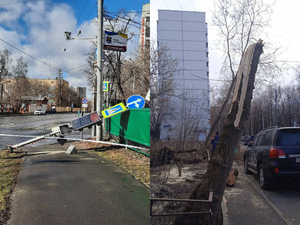 Сильный ветер в Москве за сутки повалил почти полсотни деревьев и конструкций