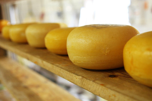 Сыровар из Тюмени рассказал об успехах в импортозамещении сыра