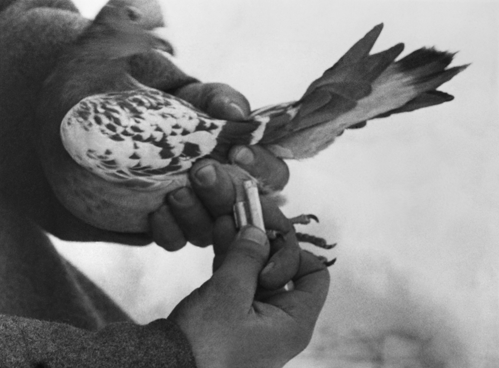 Отправка сообщения с помощью почтовых голубей во время Великой Отечественной войны. Фото © ТАСС / Леонид Великжанин