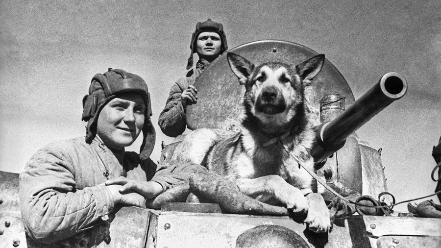 Экипаж советского бронеавтомобиля и овчарка Джульбарс. Обложка © Фотохроника ТАСС / Эммануил Евзерихин