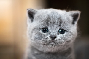 10 постов из флешмоба в поддержку российских кошек, попавших под санкции Запада