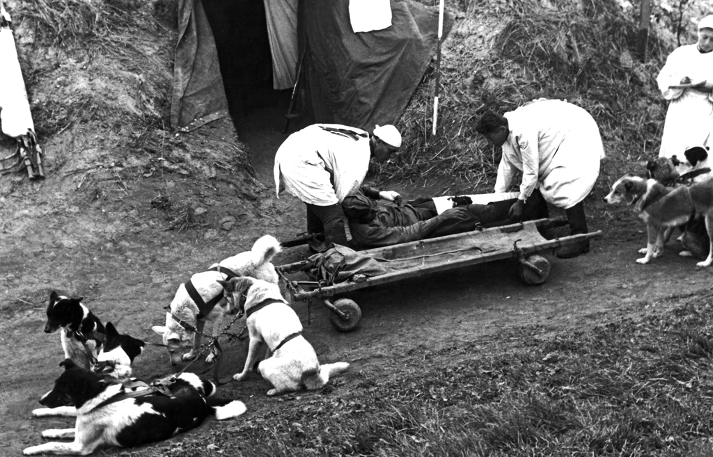 Подготовка к транспортировке раненого красноармейца в полевой госпиталь на собачьей упряжке. Фото © ТАСС / Леонид Великжанин