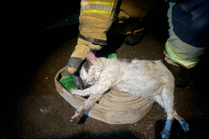 Кот Пузик спас хозяина при пожаре в саратовской многоэтажке, но чуть не погиб сам