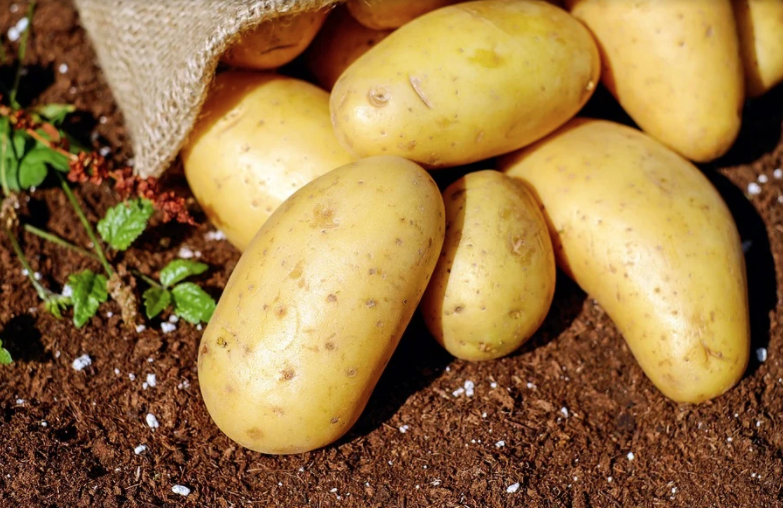Октябрина Ганичкина перечислила сорта картофеля, которые дадут высокий урожай