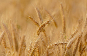 В Йемене хуситы заявили о готовности покупать у России пшеницу за рубли