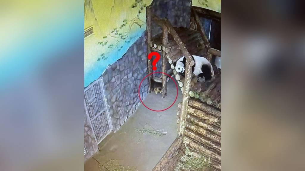 В Московском зоопарке 1 апреля сообщили о побеге сурка Арчи через прорытый тоннель