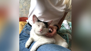 Спасшего хозяина при пожаре кота Пузика выписали из больницы