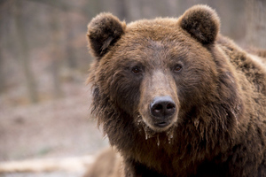 "Все медведи вылезли": Мэр Курильска обратился к жителям после гибели мужчины от лап хищника