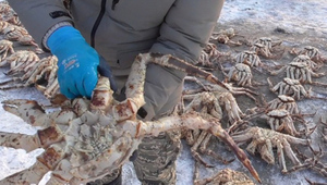 Грозит несколько лет тюрьмы: На Сахалине браконьеры попались с тремя сотнями крабов