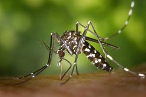 Биолог Марьинский рассказал, когда в Москве ожидается первая "волна" комаров
