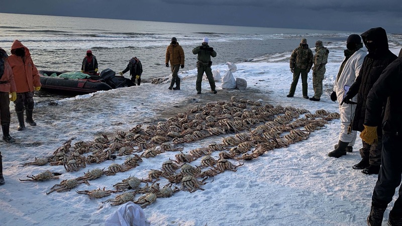 Незаконно отловленные крабы. Фото © Пограничное управление ФСБ России по Сахалинской области