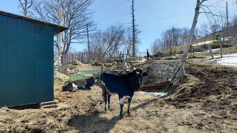 Корова фермера Мансура Оскаровича. Фото © Sakh.online
