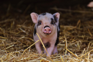 Биологи из Копенгагенского университета расшифровали значение хрюканья и визгов свиней