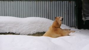 Белую медведицу Пургу привезли в центр воспроизводства Московского зоопарка
