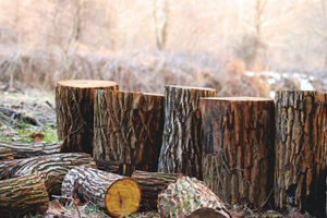 Sankei Shimbun: Японию ждёт "лесной шок" из-за запрета на импорт древесины из РФ
