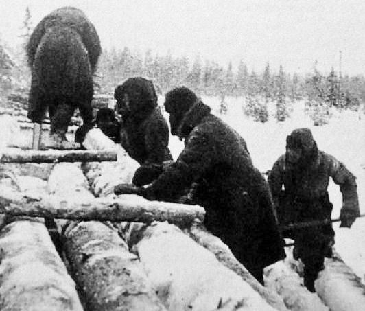 Немецкие военнопленные из Грязовецкого лагеря № 150 работают на лесозаготовке в Вологодской области. Фото © "Всё о Второй мировой"