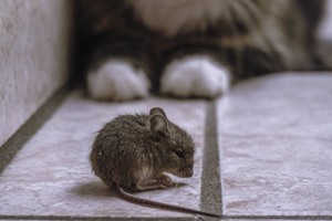 Китайские учёные заявили, что "стелс-омикрон" мог появиться из-за мышей и кошек