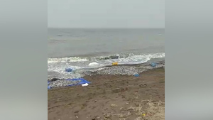 На побережье Сахалина выбросило тонны рыбы