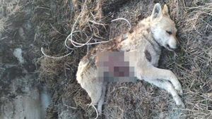 Живодёры изрезали бездомных собак на Сахалине