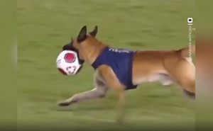 Полицейская овчарка выскочила на поле и украла у футболистов мяч во время матча в Бразилии
