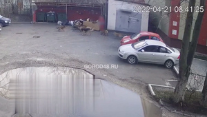 Школьник из Липецка погиб под колёсами мусоровоза, убегая от бродячих собак