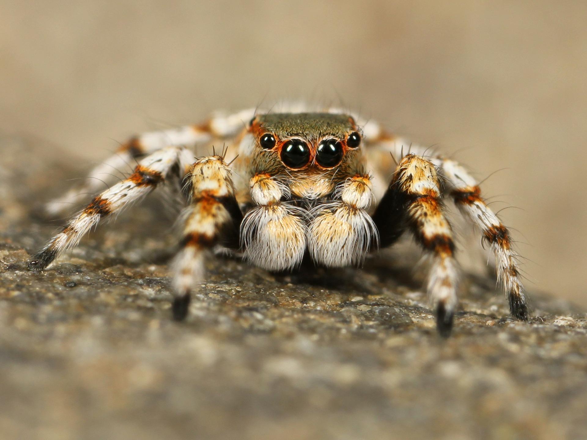 Самцы пауков научились катапультироваться после спаривания, чтобы не быть съеденными