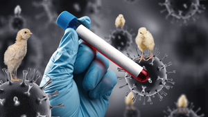 Прилетело откуда не ждали: Как птичий грипп в Китае становится человеческим