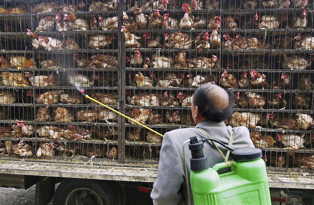 Рабочий дезинфицирует цыплят, доставленных на завод по убою кур, 4 мая 2006 года в Синине, провинция Цинхай, Китай. Фото © Getty Images / China Photos