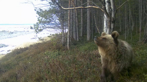 Проснувшиеся медведи из мурманских лесов попали в фотоловушку