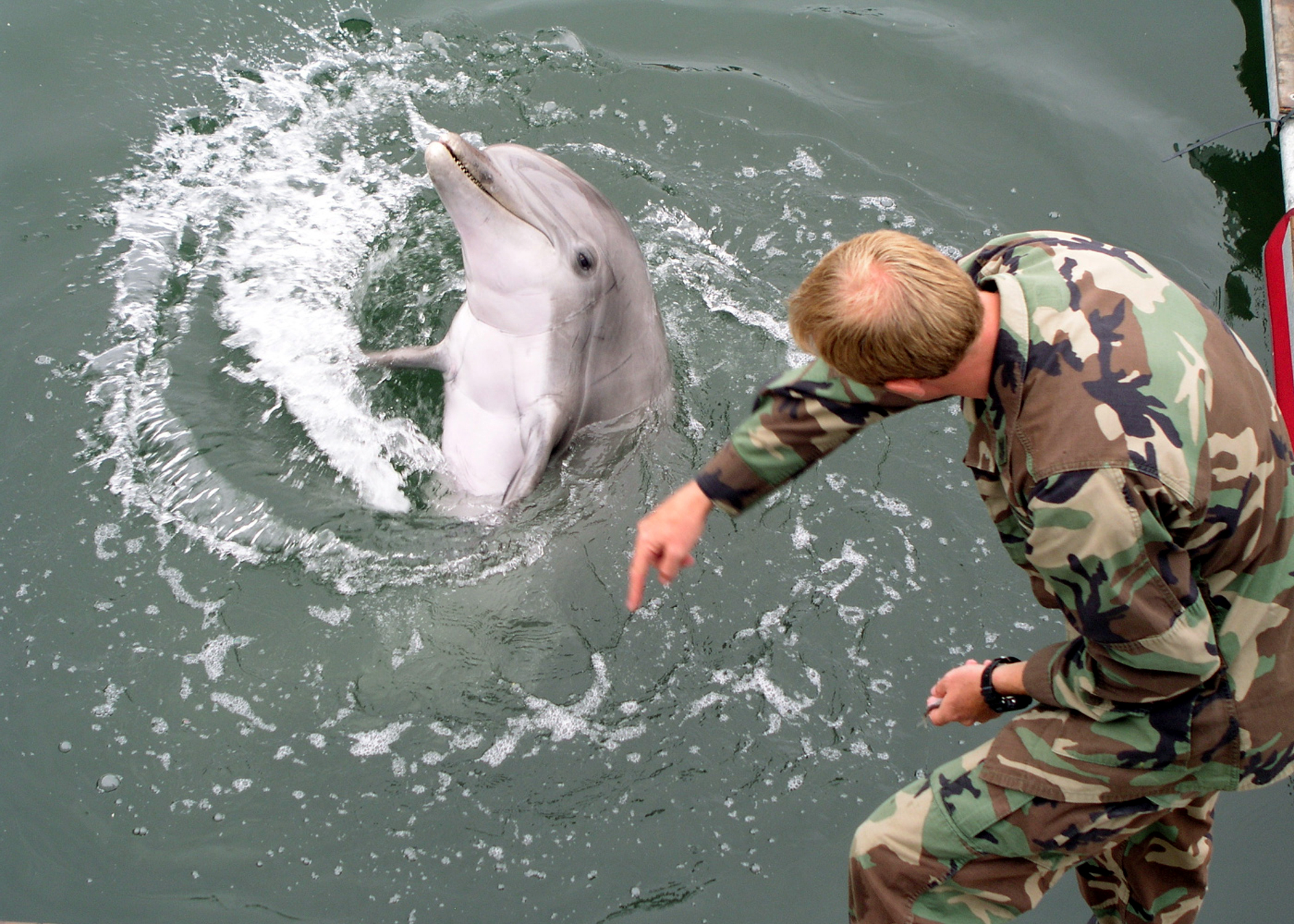 Боевой дельфин программы U.S. Navy Marine Mammal Program. Фото © Wikipedia