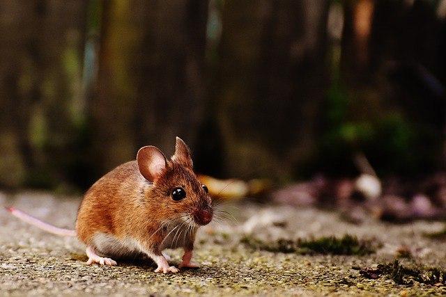 В китайском городе ввели особый режим санитарной угрозы из-за чумы среди мышей